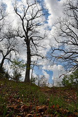 Wall Mural - Hill in a Forest