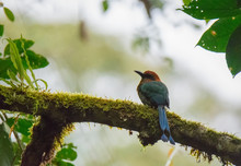 With Brown Head And Blue Tail A Rufous Motmot Sits On A Branch Covered In Heathy Green Moss