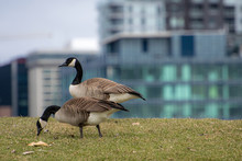Canada Goose In Urban Setting