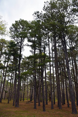 Canvas Print - Forest Trees