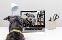 Dogs Holding Web Video Conference Call