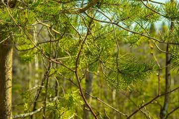 Young branches of a Christmas tree in the spring forest