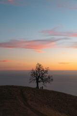 Wall Mural - couples standing under bare tree on hilltop during sunset