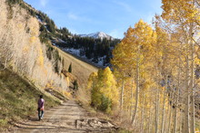 Hiker On Aspen Lined Trail In Fall With Snowcapped Wasatch Mountains