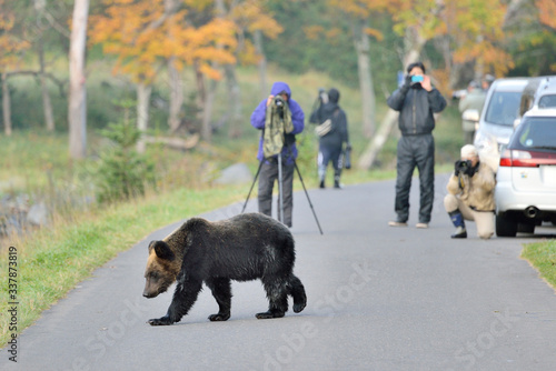 ヒグマとカメラマン 北海道 知床 Buy This Stock Photo And Explore Similar Images At Adobe Stock Adobe Stock ヒグマとカメラマン 北海道 知床 Buy This Stock Photo And Explore Similar Images At Adobe Stock Adobe Stock