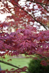 Canvas Print - Red Maple Tree