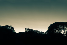 Silhouette Forest Against Setting Sun In Split Tone Monochrome Image.
