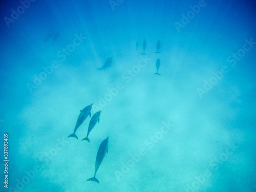 Hawaiian spinner dolphins Poster Mural XXL