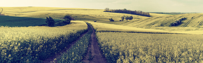 Agricultural panorama with rape field