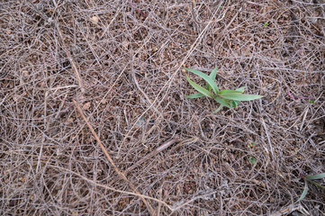 Plant concept With the drought environment