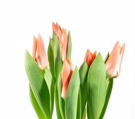 Sticker - Bouquet of red tulip flowers