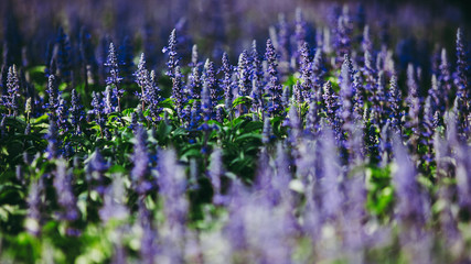 Wall Mural - Purple or violet lavender flower meadow field on the garden. in dark forest tone.