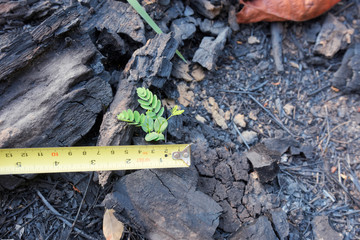 Wall Mural - measure small plant on the burned ground