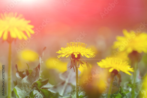 Yellow dandelion flower in green grass.