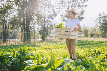 farmer holding a crate of bio vegetables in the farm. Happy man showing box of harvested vegetables at morning