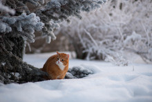 Red Cat Is Walikng In Snowy Weather