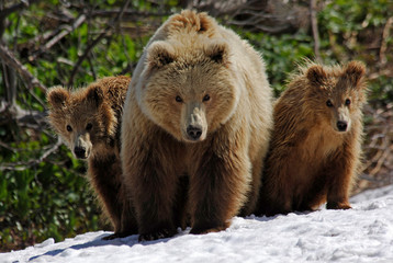 brown bear cubs