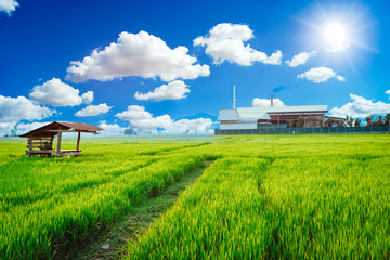 Green factory plant environment friendly processes living with clean air green rice field.