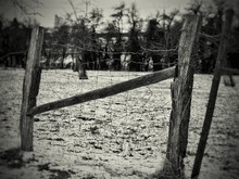Broken Fence On Snowy Field
