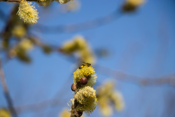 Springtime gentle background with blooming willow. Easter.