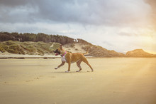 American Staffordshire Terrier Dog On The Beach
