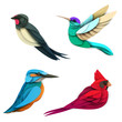 © cgterminal - Set of cartoon colorful birds in trendy paper cut craft graphic style. Swallow, hummingbird, red cardinal, king fisher. Modern design for advertising cover, poster, banner. Vector illustration
