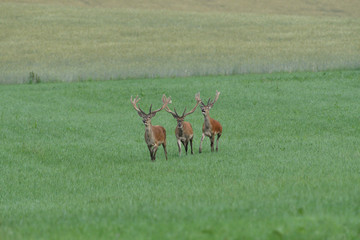 Wall Mural - Stag deer with growing antler to rest on the grass in spring 