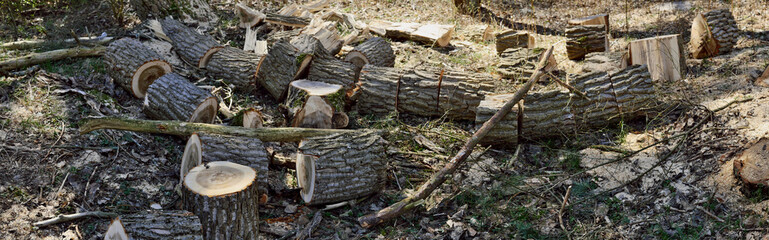 Wall Mural - Sawn fallen tree after the storm.