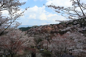 Poster - 吉野山の桜