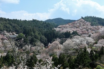 Sticker - 吉野山の桜