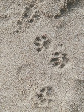High Angle View Of Paw Prints On Sand