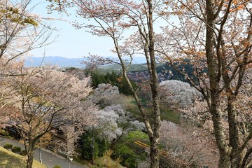 Poster - 吉野山の桜