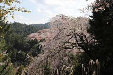 Sticker - 吉野山の桜