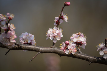 A sprig of beautifully blooming fruit tree in early spring.