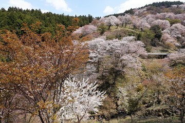 Poster - 吉野山の桜