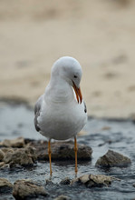 Slender-billed Gull Preening At Busaiteen Coast Of Bahrain