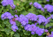 Ageratum Houstonianum, Commonly Known As Flossflower, Bluemink, Blueweed, Pussy Foot Or Mexican Paintbrush
