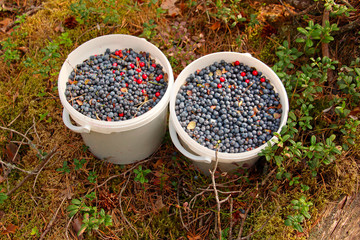 two white plastic buckets to the top filled with blueberries on the lawn in the forest