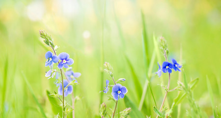 Wall Mural - Blue Veronica chamaedrys flowers on flower meadow