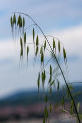 unfocused plant on blue background