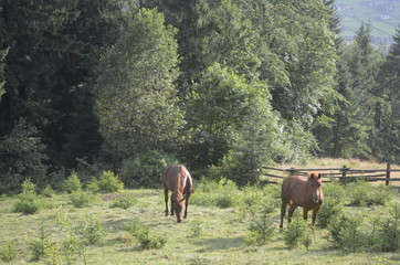 horse in a pasture in the mountain valley