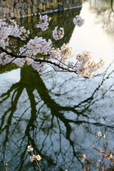 Wall Mural - Sakura reflection in black shadow on still water ,pink cherry blossoms branches on the canal or river surrounding Japanese castle wall in Japan. Sakura branches turn to pink in spring season.