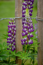 Close-up Of Purple Flowers On Wooden Fence