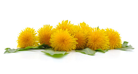 Sticker - Dandelion with leaves.