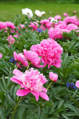 Wall Mural - Paeonia lactiflora pink peony flowers in garden