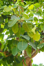 Ficus Religiosa Or Sacred Fig Green Foliage Vertcial