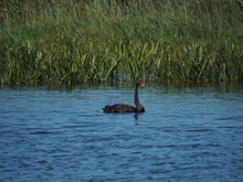Black Swan, Melbourne Australia