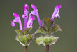 Lamium amplexicaule, henbit dead-nettle, common henbit, or greater henbit, a purple flowering species of Lamium