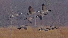 Canadian Geese Flying In The Sky