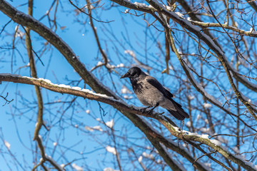 Wall Mural - Black Headed Crow in A Tree with Snow on a Sunny Day